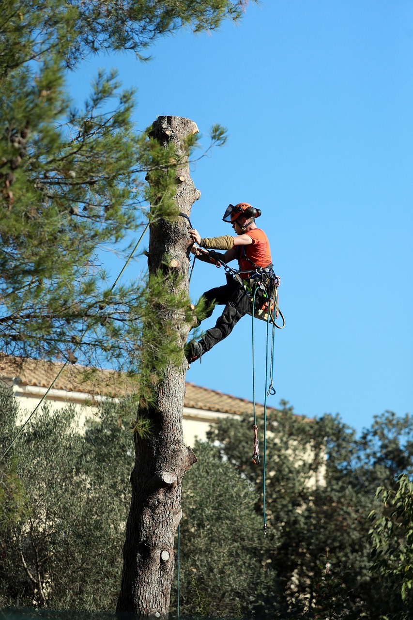 Elagage dans le 17 | entretien d'espaces verts et abattage d'arbres Elagage dans le 17 | entretien d'espaces verts et abattage d'arbres