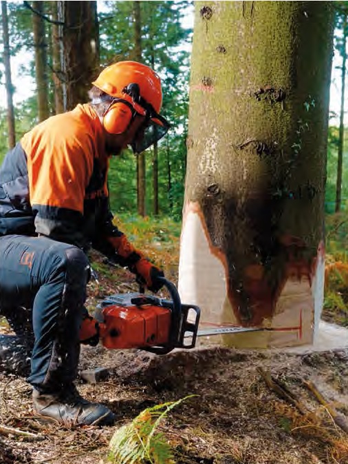 Elagage dans le 17-Abattage d'arbres-Rognage de souche