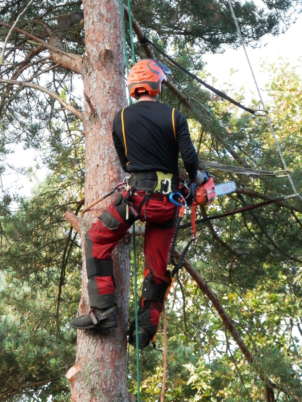 Elagage dans le 17-Abattage d'arbres-Rognage de souche
