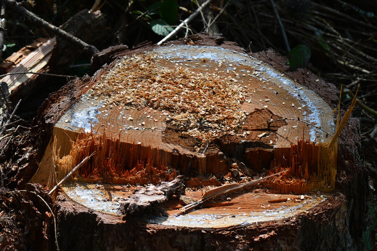 Elagage dans le 17-Abattage d'arbres-Rognage de souche